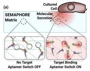 Real-Time Spatiotemporal Measurement of Extracellular Signaling Molecules Using an Aptamer Switch-Conjugated Hydrogel Matrix